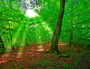 Early Morning Vitamin